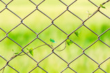 Vines rise at the winding fence, wall, yard in the park.