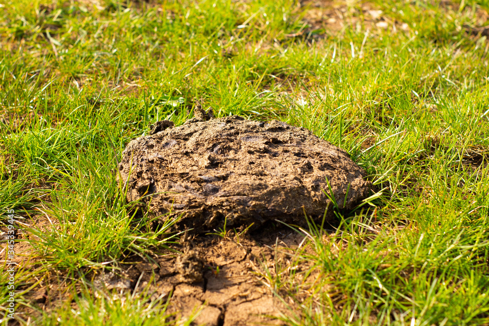 fertilizer manure, cow cake, poop fertilizer manure, cow cake, poop