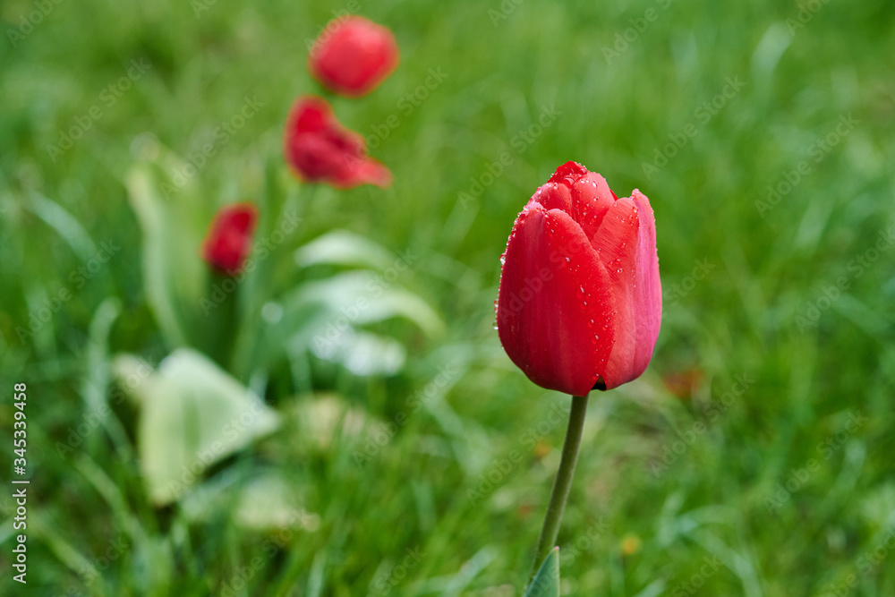 Obraz premium A red tulip enveloped in raindrops