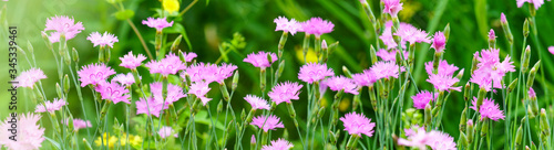 Panoramic view of Dianthus repens on green color bokeh	
