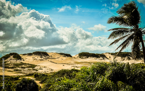 palm trees on the beach © E