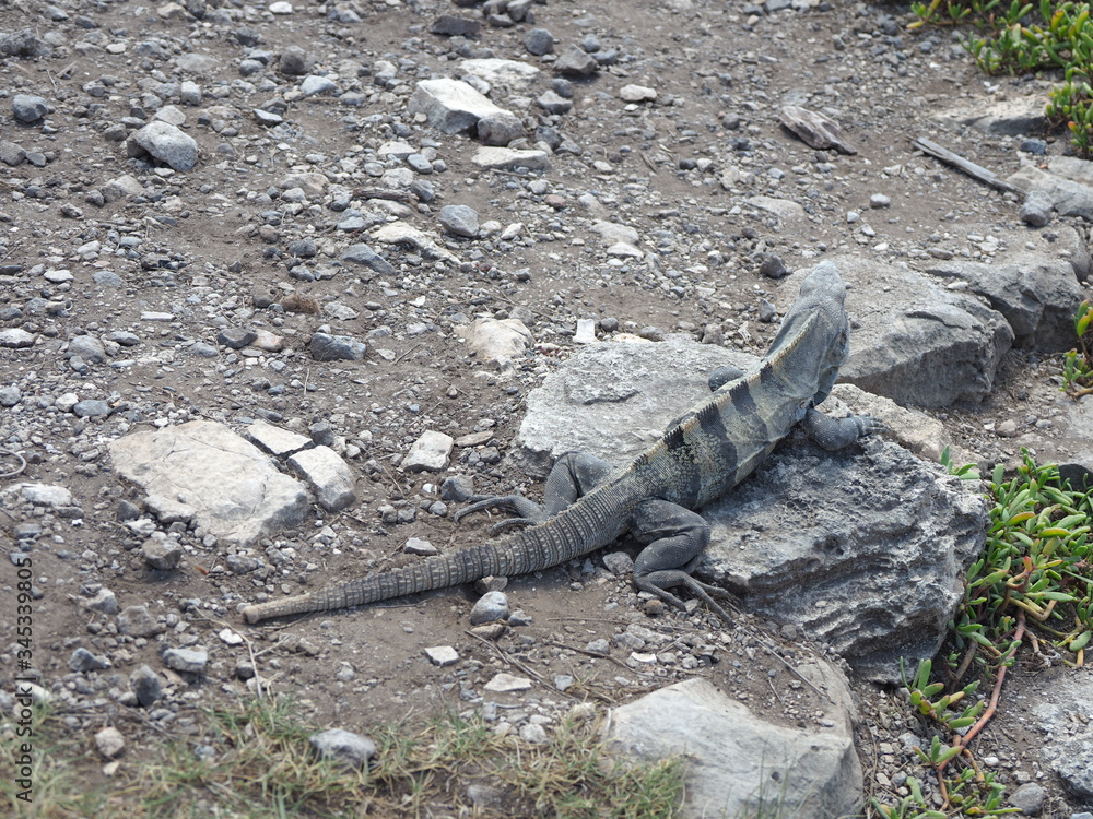 Fototapeta premium Ctenosaura similis, black spiny-tailed iguana at TULUM city in Mexico