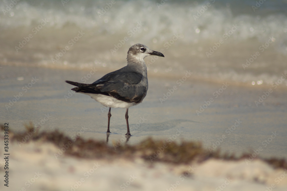 gaviota en la playa gaviota en la playa