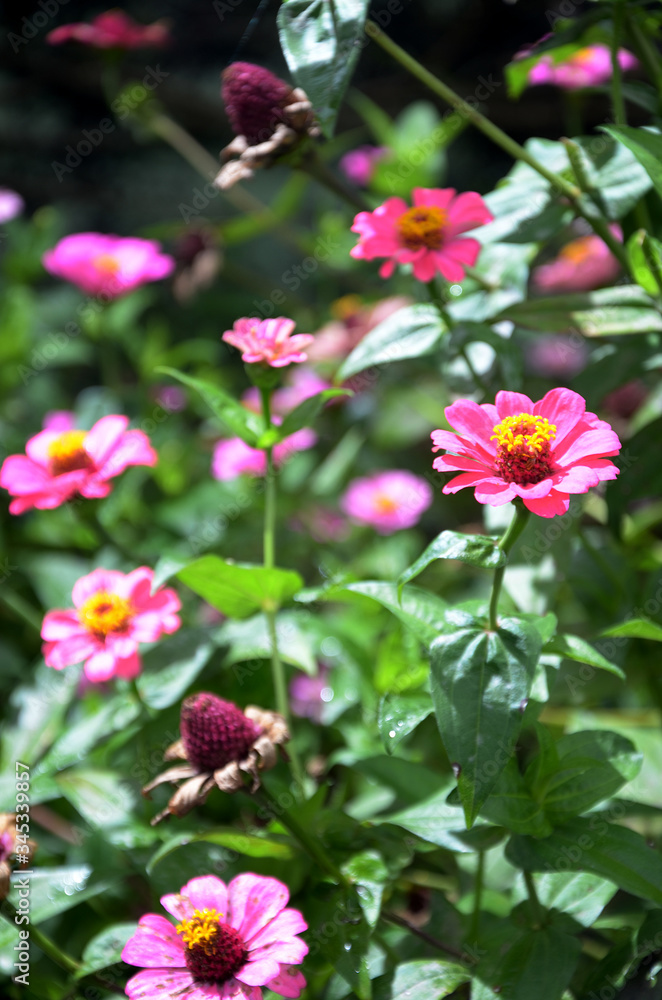 pink flowers in the garden pink flowers in the garden
