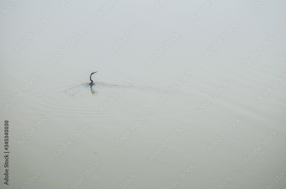 Oriental darter Oriental darter
