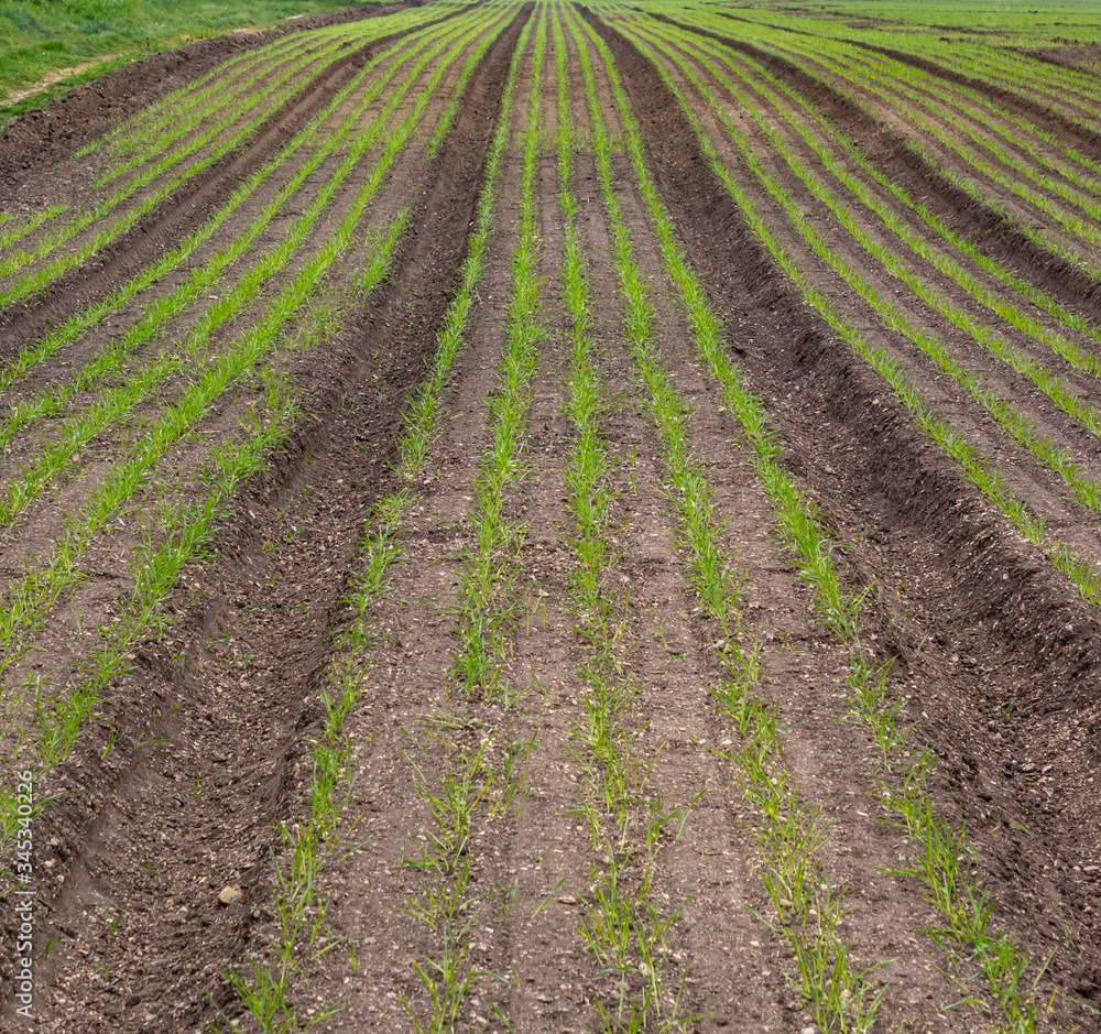 Rows of green shoots Rows of green shoots
