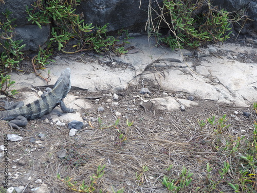 Ctenosaura similis, black spiny-tailed iguana at TULUM city in Mexico