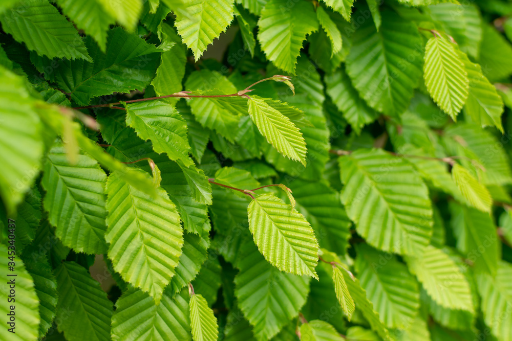 Young Light Green Spring Leaves in Sunshine Day