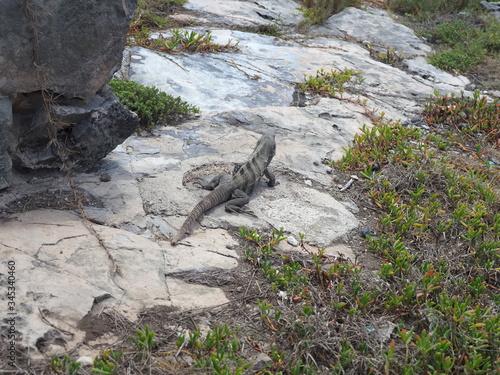 Ctenosaura similis  black spiny-tailed iguana at TULUM city in Mexico