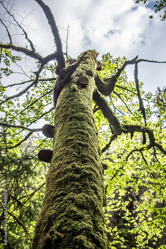 Fototapeta premium tree in the woods