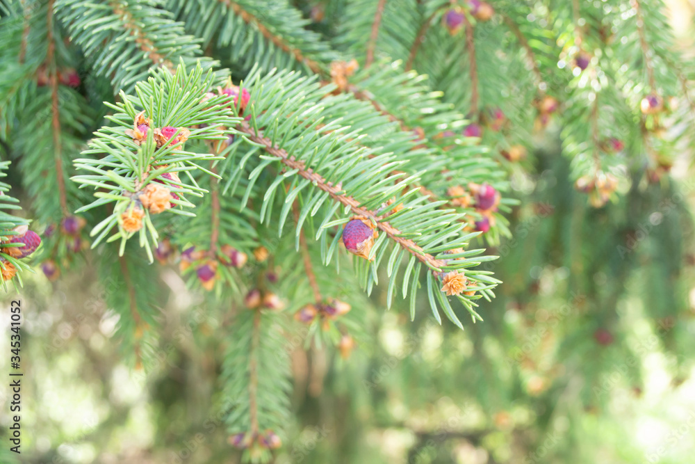 Fresh purple buds of a spruce tree in spring
