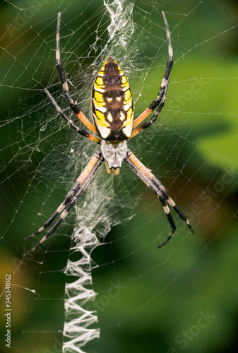 The yellow garden spider web is circular with a central zigzag pattern