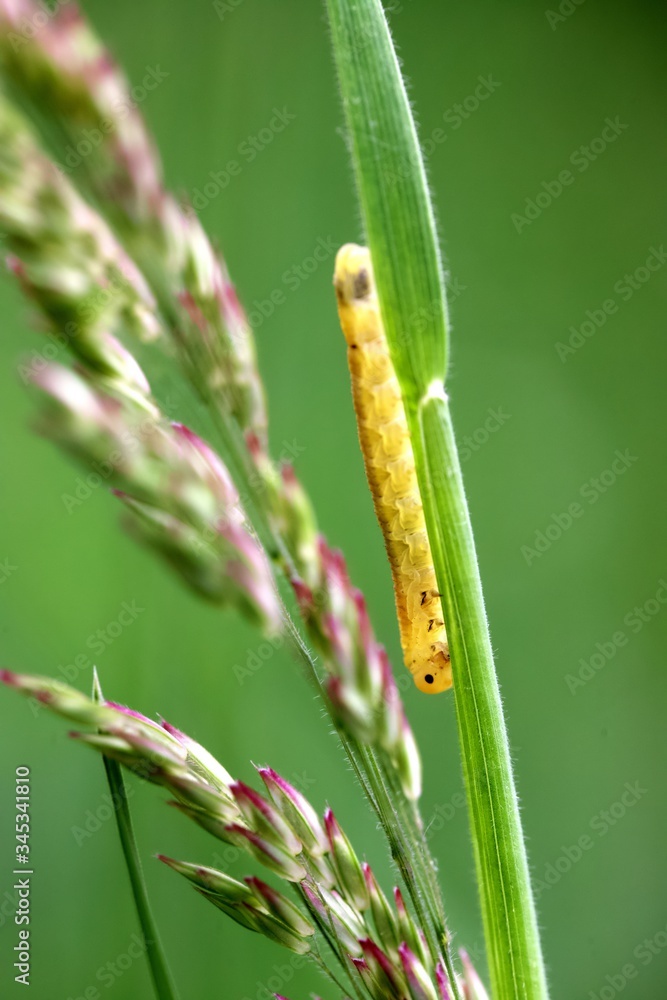 Chenille Chenille