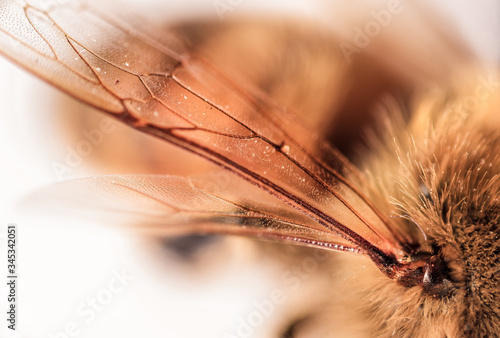Close-up macro photo of honeybee wings
