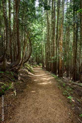 Dirt Trail Along Curving Pine Trees