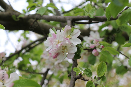
Pink flowers blossomed on an apple tree in spring