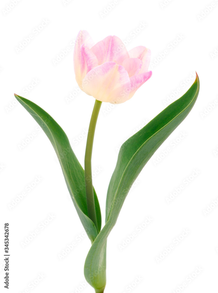 Pink tulips isolated.