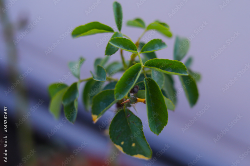 Beautiful young leaf of Indian rose with blurred background Beautiful young leaf of Indian rose with blurred background