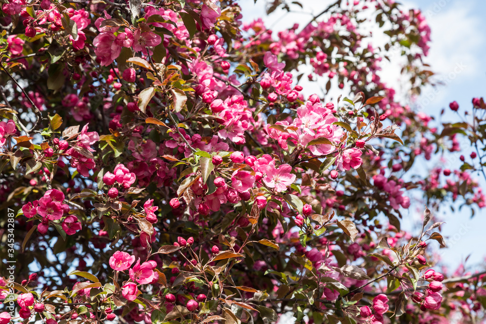 Blooming apple tree with pink flowers on a sunny spring day Blooming apple tree with pink flowers on a sunny spring day