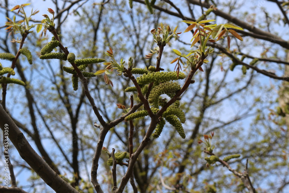 Earring-like flowers bloom on a walnut tree in spring
Earring-like flowers bloom on a walnut tree in spring
