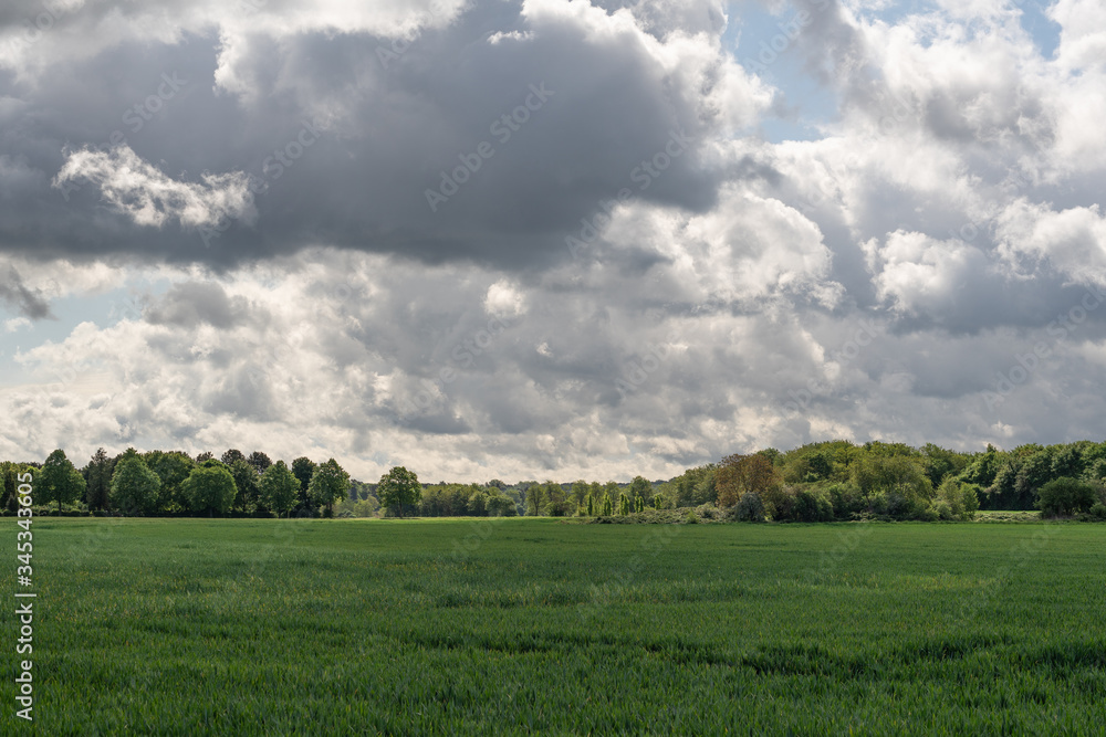 View over a wide rye field with dramatic sky,