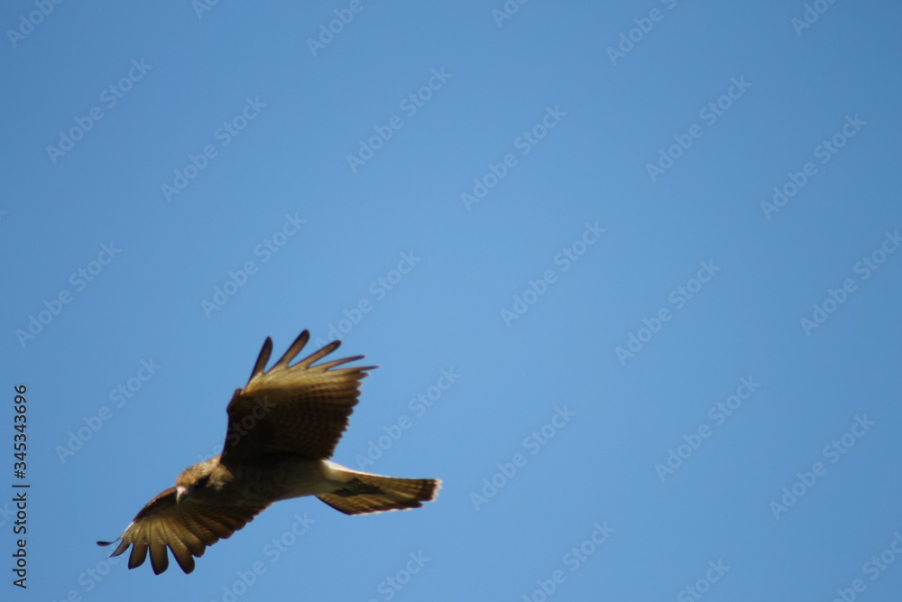 Fototapeta premium chimango volando