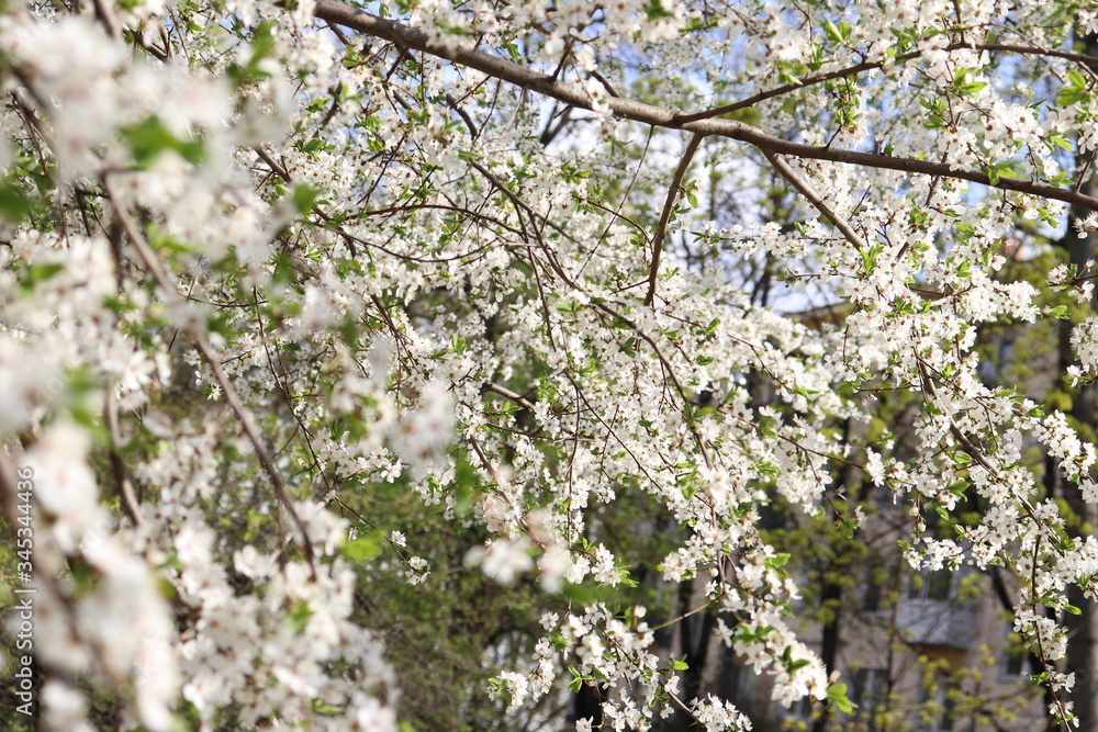 blooming cherry-tree in spring blooming cherry-tree in spring