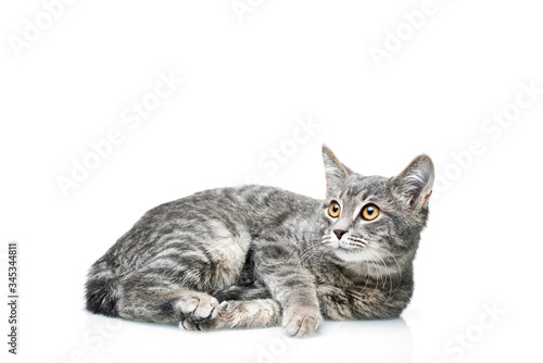 Fotografie Grey smoky kitten on a white background