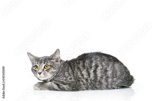 Obraz na płótnie Grey smoky kitten on a white background