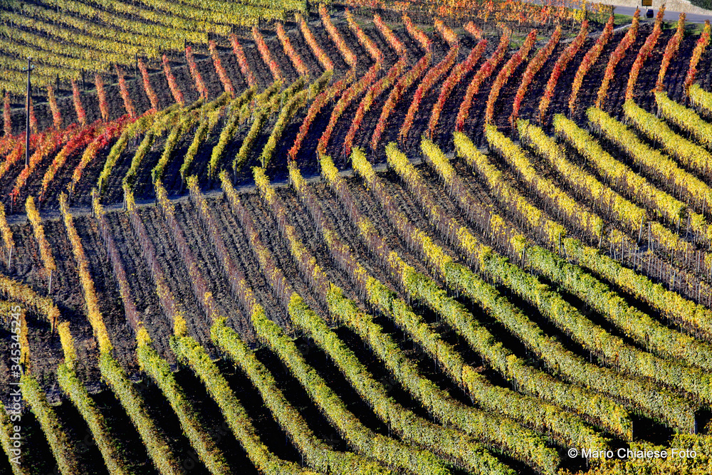 Fototapeta premium Geometrie vinicole