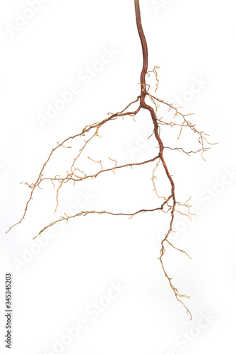 Roots of a plant on a white background