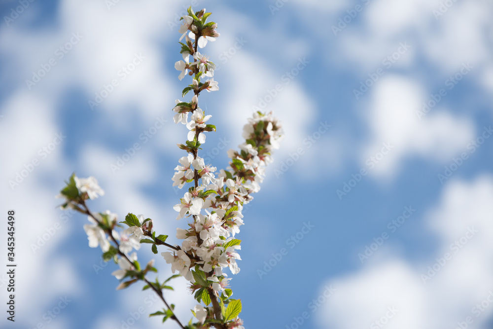 blossoming cherry tree in spring blossoming cherry tree in spring