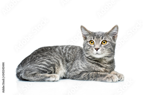 Photo Grey smoky kitten on a white background