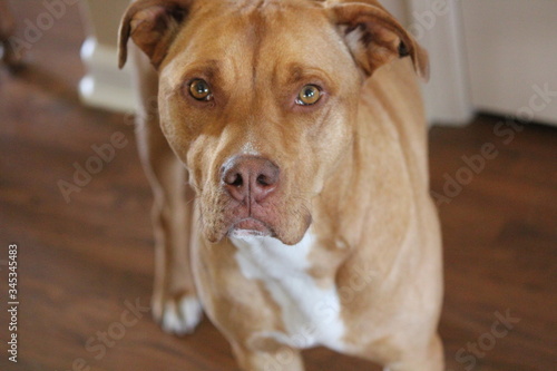Red Nose Pitbull