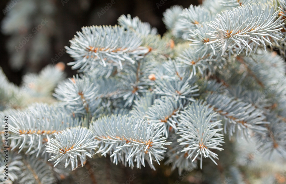 Blue spruce coniferous branches