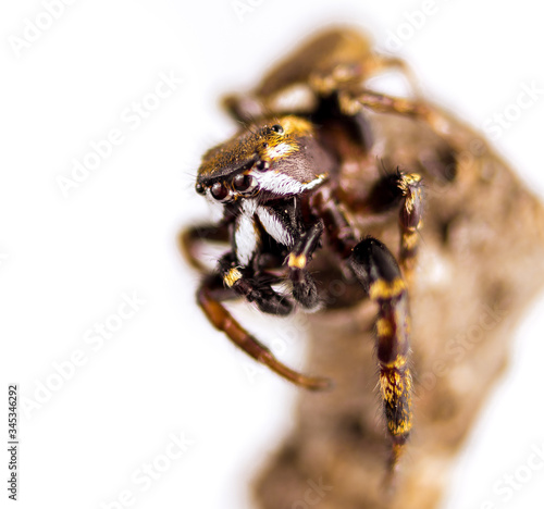 Extreme macro closeup of an Oak Jumping Spider, Metaphidippus manni, on a stick, against a white background