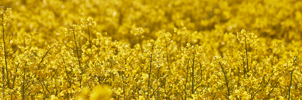 Obraz premium mai wonnemonat