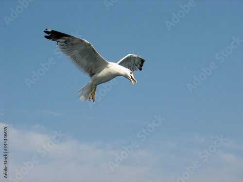 White seagull surprised hovering in the sky over the sea in summer