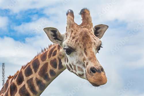 portrait of giraffe