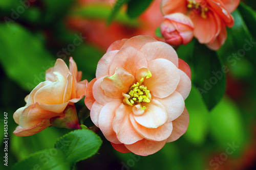 Red orange blooms of flowering quince chaenomeles shrub