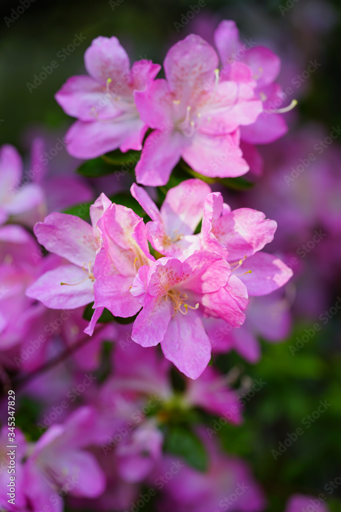 Pink azalea flower bush in the spring garden