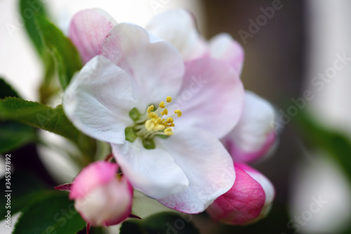 Fototapeta Naklejka Na Ścianę i Meble -  Pink and white apple blossoms and buds on a branch in the spring