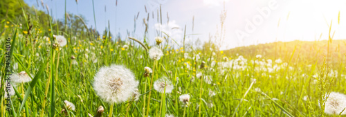 Idyllic flower meadow with blowball flowers, scenic sunbeams and lens flare