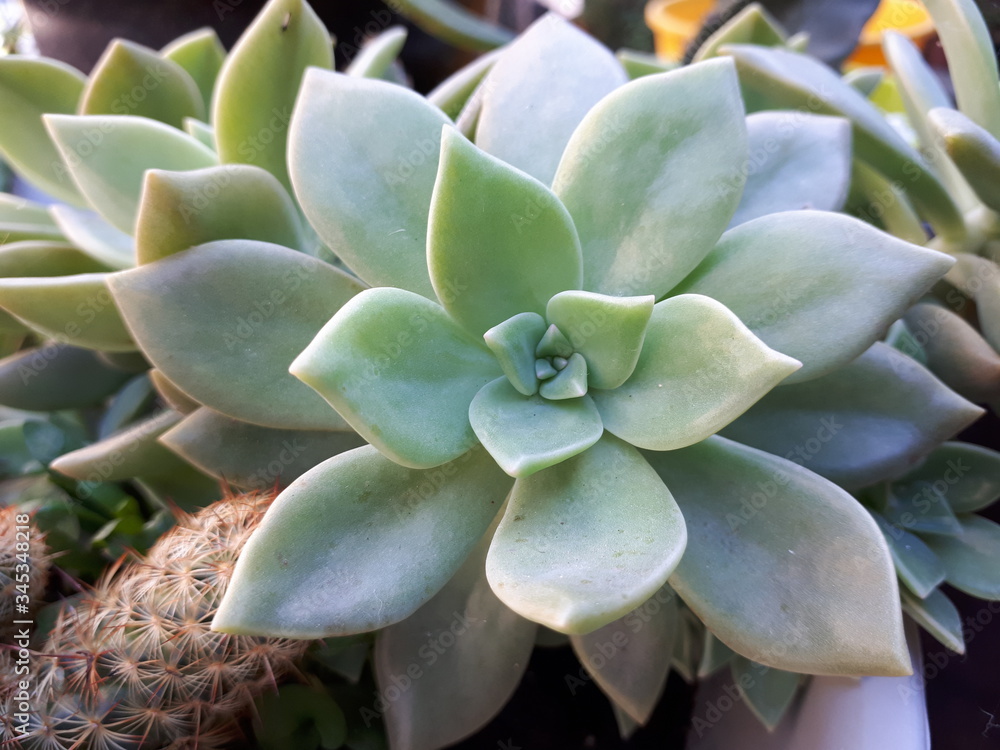 Planta suculenta. Planta suculenta.