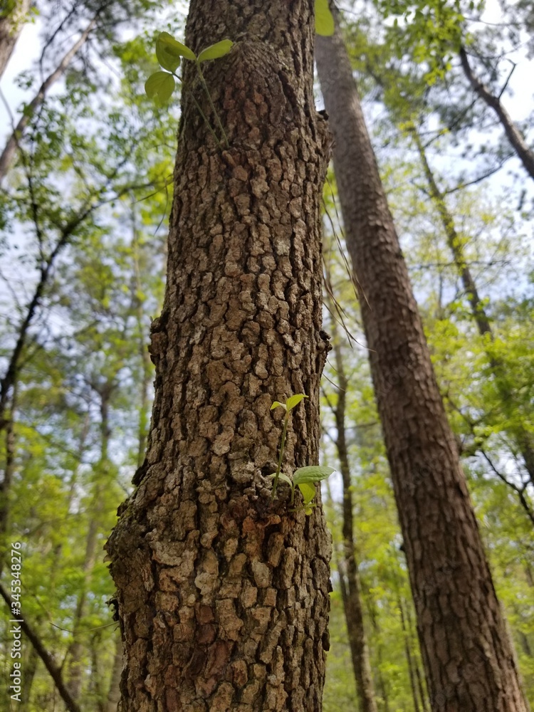 trunk of a tree