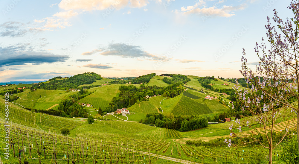 Vineyards panorama in Steinbach, Leibnitz area famous destination wine street area south Styria , wine country in spring. Tourist destination.