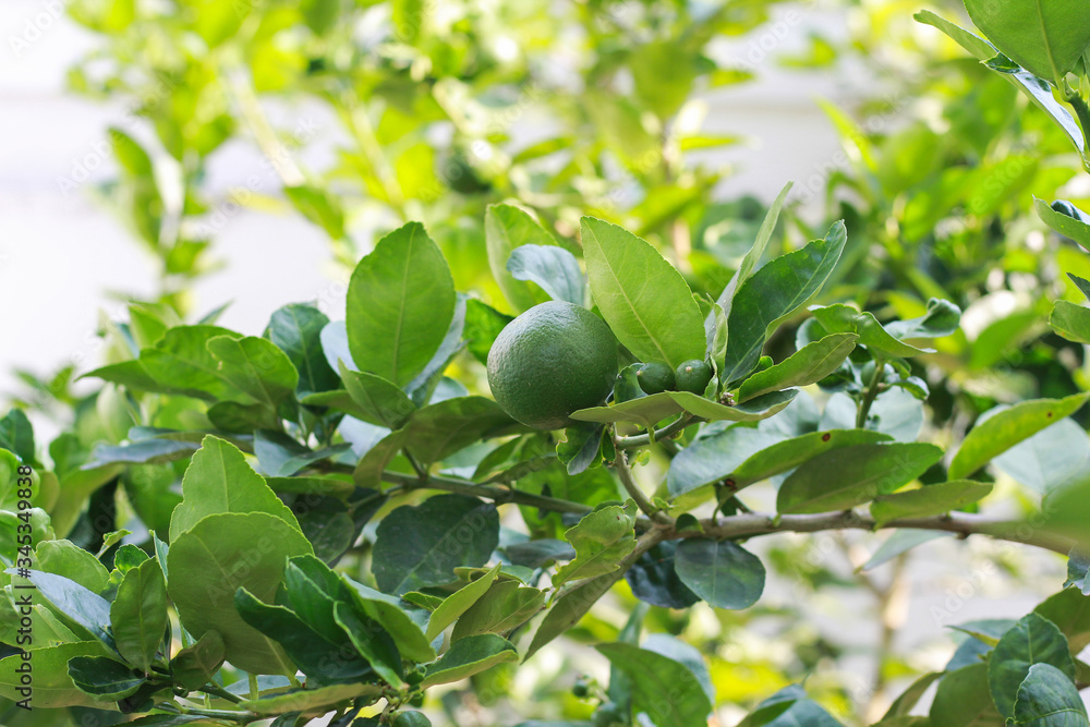 Ripening fruits lemon tree close up. Fresh green lemon limes hanging on tree Ripening fruits lemon tree close up. Fresh green lemon limes hanging on tree