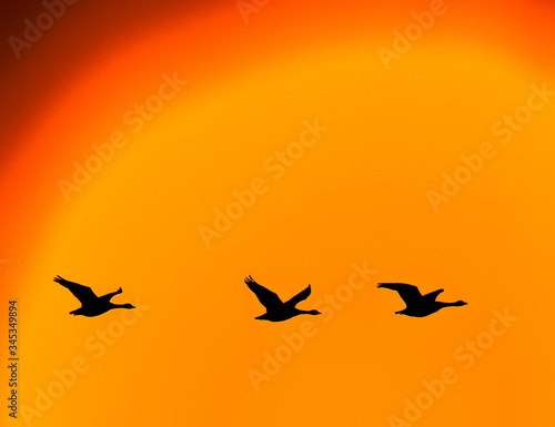 Three geese fly in a row  fly against a dramatic orange sky wash in silhouette.Illustration © Tony Skerl