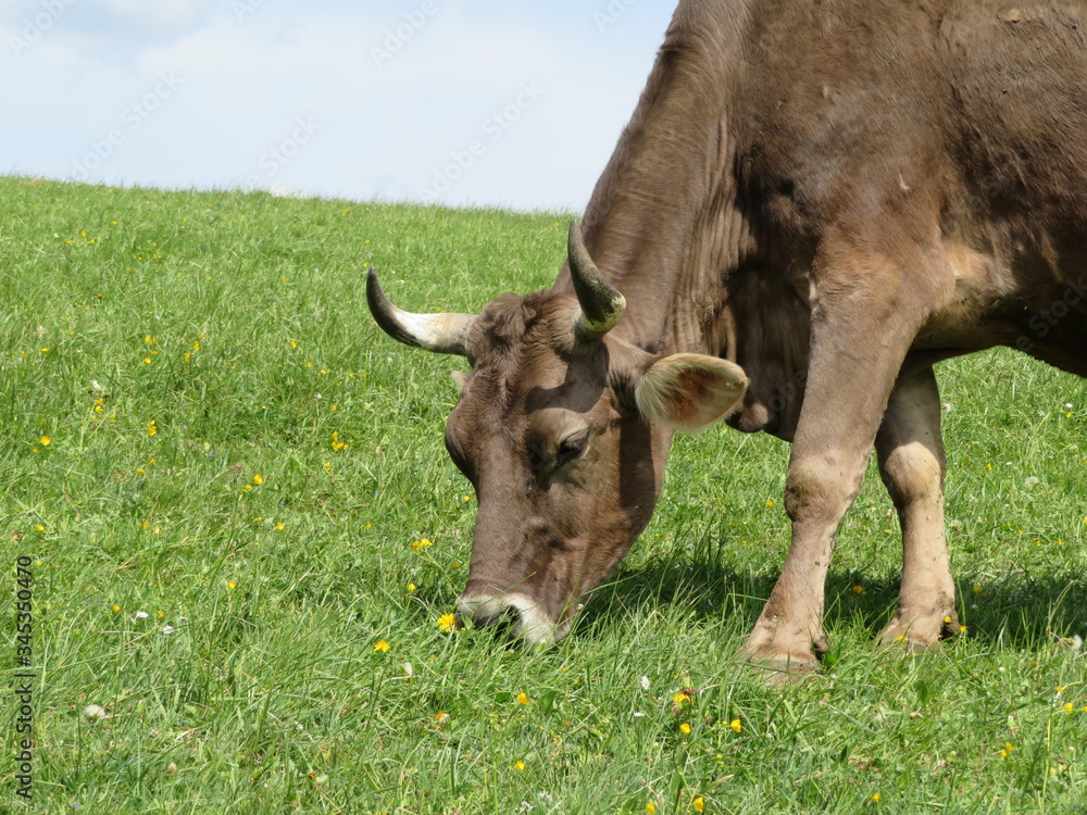 Kuh mit Hörnern beim grasen Kuh mit Hörnern beim grasen