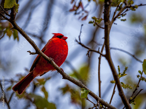 red cardinal on a branch © mirza77